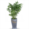 테이블야자 (보급형)