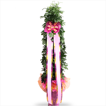 홍콩야자(대) 리본걸이