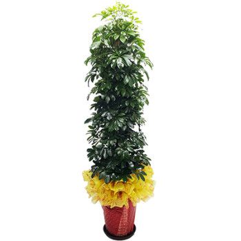홍콩야자(행사용)