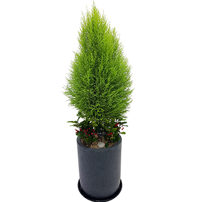 율마(B)