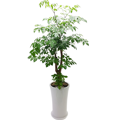 녹보수