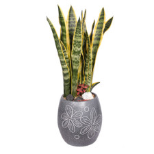 산세베리아(선물용)